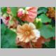 Abutilon 'Apricot Shades'